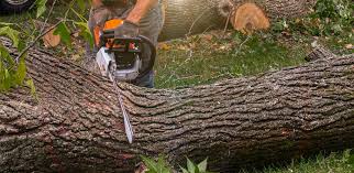 How Our Tree Care Process Works  in  Sag Harbor, NY